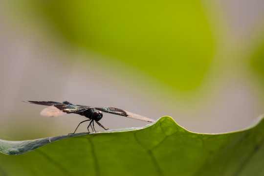 荷叶上的黑蜻蜓 绿背景
