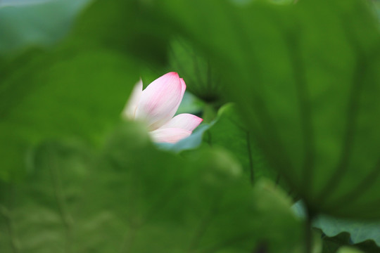 西湖 荷花 杭州