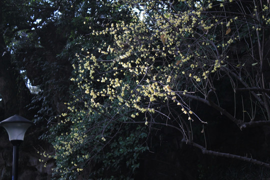 杭州 梅花 孤山