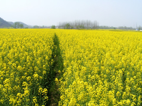 油菜花