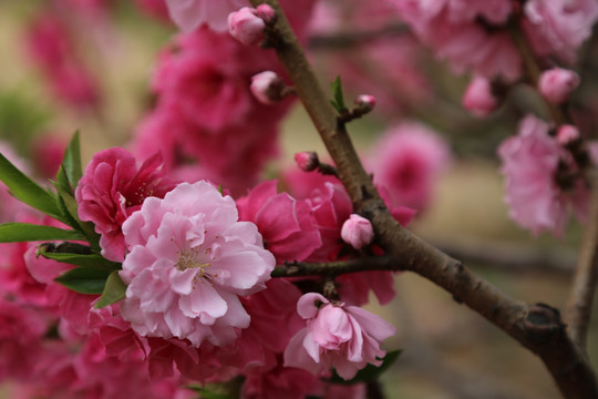 桃花