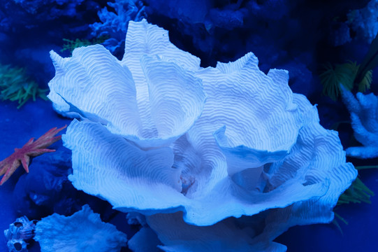 杯形珊瑚