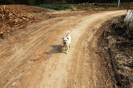 乡间路上行走的小白狗