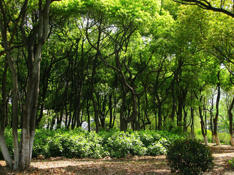 绿色 树林