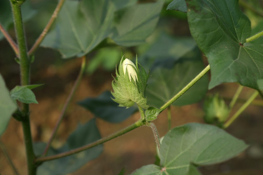 棉花