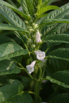 芝麻