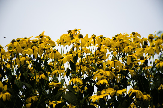 黄色的花儿
