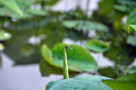 小荷 蜻蜓