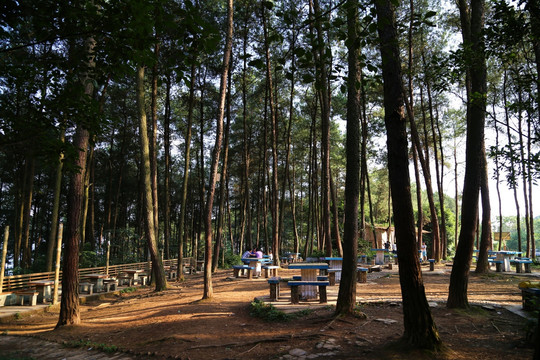 森林茶园