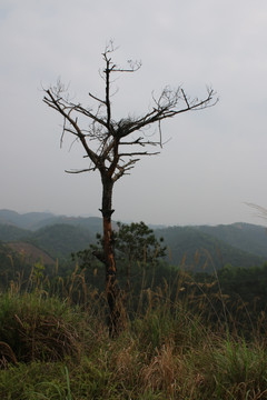 干枯的松树