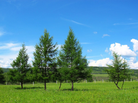 原野松林