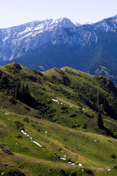 高原 牧场