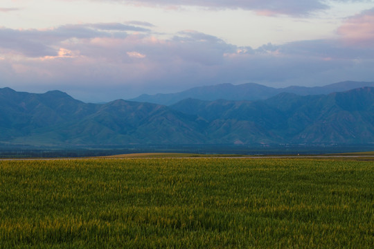 麦田 青山  庄稼