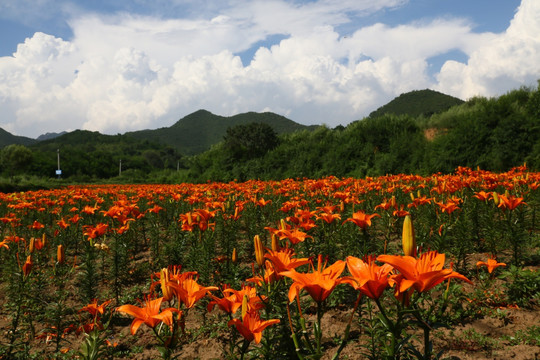 四季花海风景区