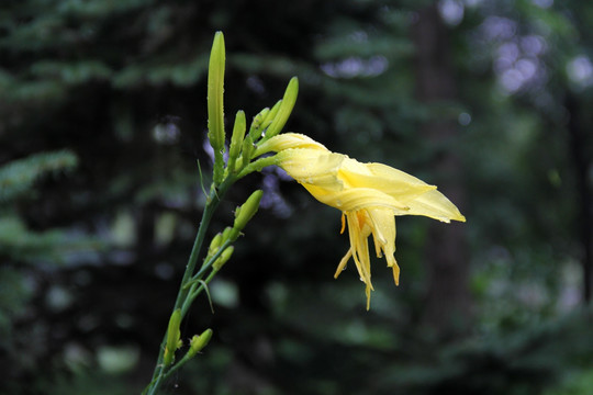 金针 黄花
