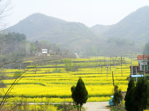 山里 开满金灿灿的油菜花