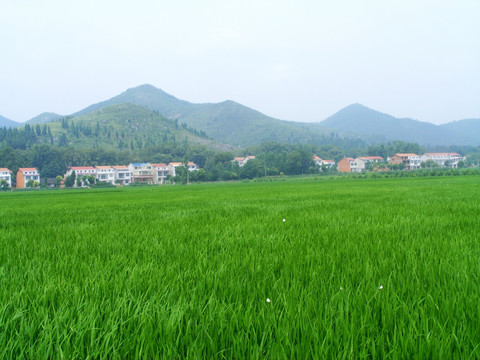 山下 一大片碧绿的水稻田