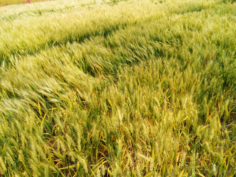 小麦 丰收 麦田 农作物