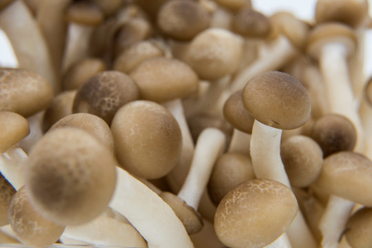 蟹味蘑菇