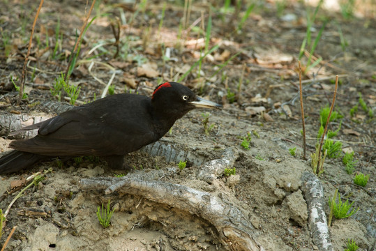 觅食的黑啄木鸟