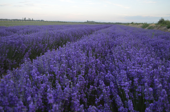 紫色香气薰衣草