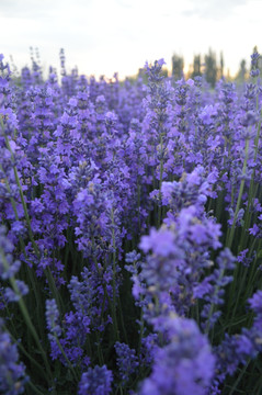 紫色香味薰衣草