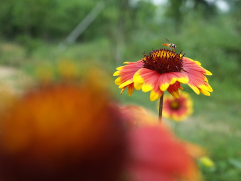 蜜蜂和鲜花
