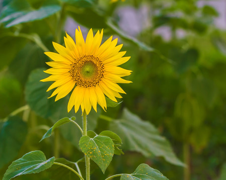 葵花 向日葵