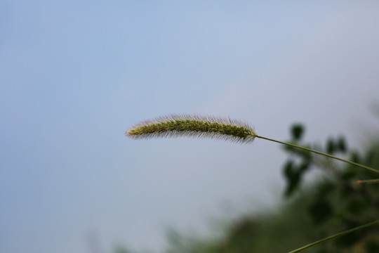 狗尾草特写