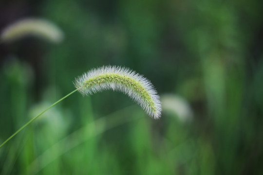 狗尾草特写