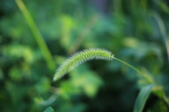 狗尾草特写