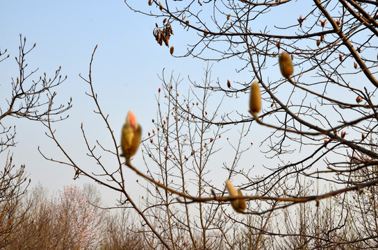 玉兰花 白玉兰 木兰 玉兰