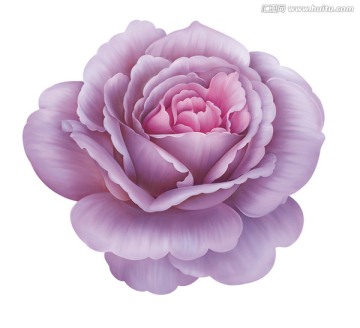 紫玫瑰朵花