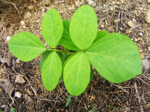 黄豆植株