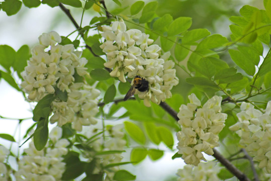 槐花和蜜蜂