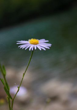 紫苑花