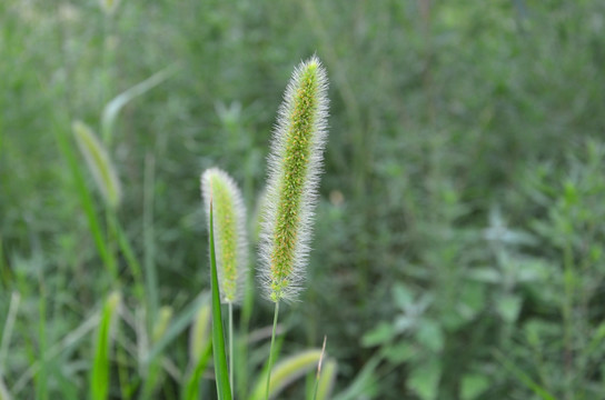 狗尾草
