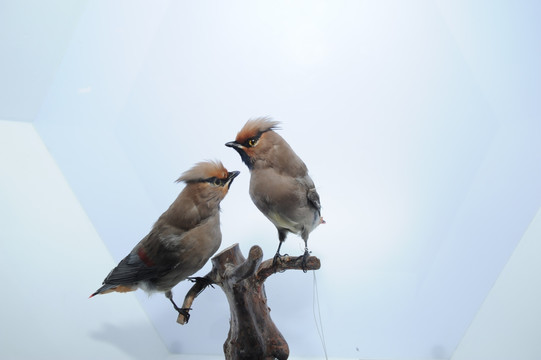 小太平鸟 鸟类标本 动物保护
