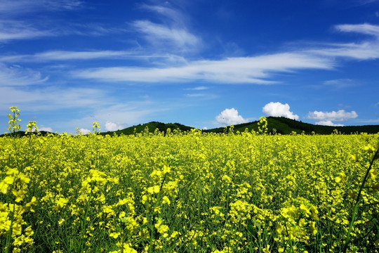 油菜花开