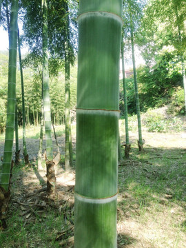 竹子