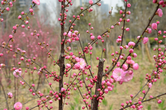 榆叶梅 小桃红