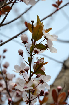 花红 小苹果花