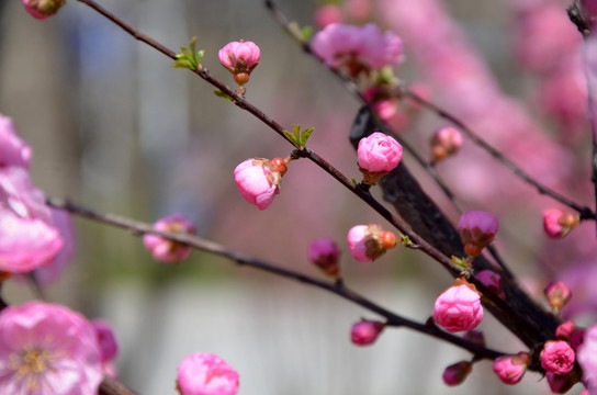 榆叶梅 小桃红