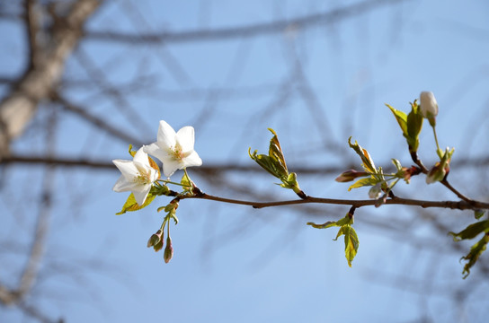 花红