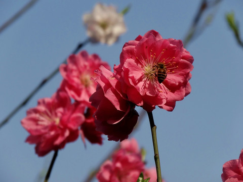 蓝天下红桃花