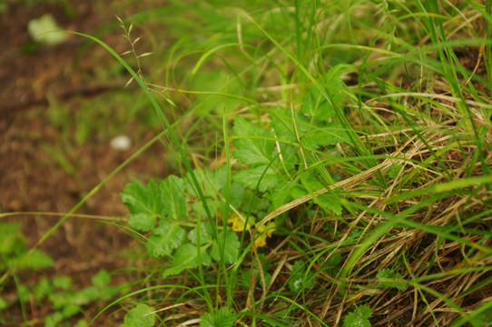 绿色植物