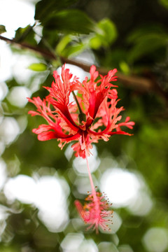 世园会花卉 吊灯花