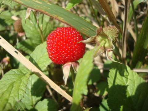 野草莓