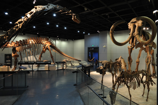 恐龙化石 动物骨骼化石 动物化