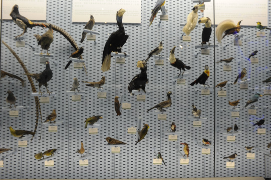 自然博物馆 动物标本 鸟类标示